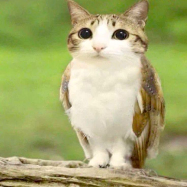 Default pet 3
